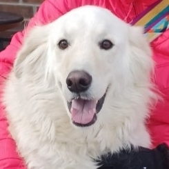 Fundraising Page: Brenda Gasparetto